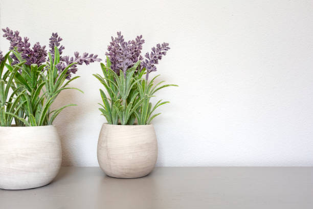 istock Bouquet of dry lavender in ceramic pot with white wall. Copy space for text. 1162172449