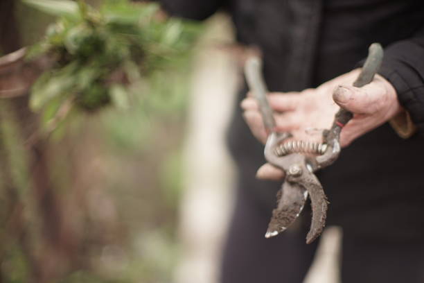Tool pruner in dirty hands after working in the garden.