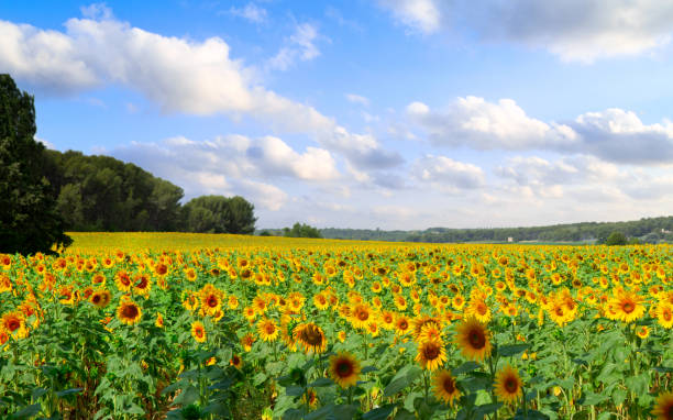 istock Field of sunflowers 1162173983