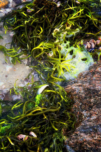 Along a beach at low tide, a seaweed plant and small stones are seen on a summer evening near sunset at a shoreline of the Nantucket Sound, Cape Cod, Massachusetts, New England, USA