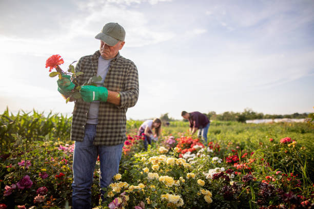 istock Gardener harvesting a flower for his wife while working 1162174477