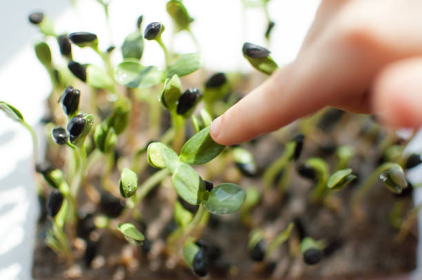 le petit doigt de l'enfant touche les pousses fraîches et crues de tournesol. nourriture saine, microgreens agriculture à la maison. concept de nutrition des enfants - vegetable green close up agriculture photos et images de collection