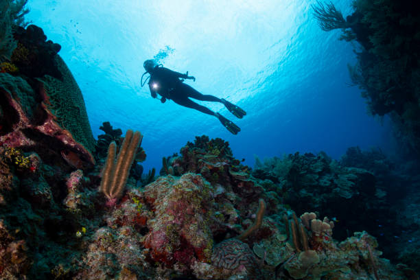 istock Diving in Cayman Islands 1162177311