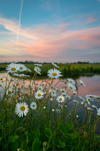 Chamomile wildflowers along the waterside in the dutch polder landscape at sunset. Defocused background.