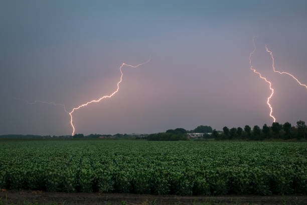 os parafusos de relâmpago múltiplos golpeiam para baixo de uma tempestade de setembro no campo holandês no alvorecer - agricultural equipment flash - fotografias e filmes do acervo