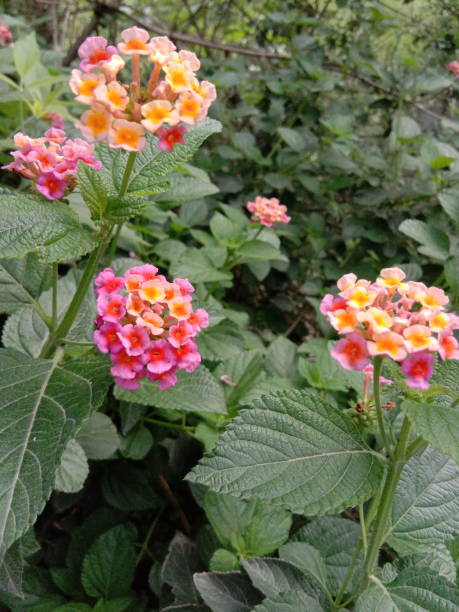 istock Ornamental plant medicinal plant A 1162178276
