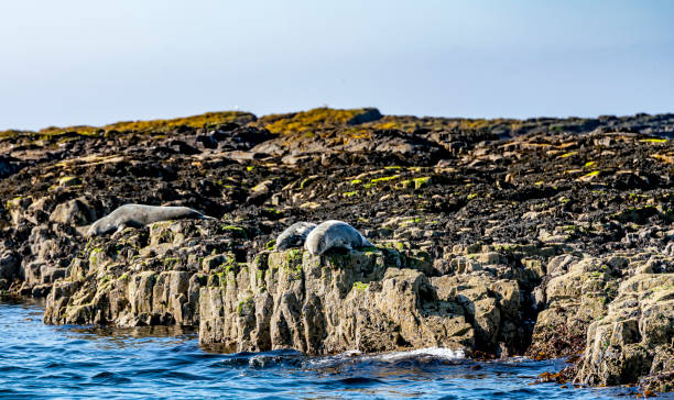 istock Colony of Grey seals 1162178541