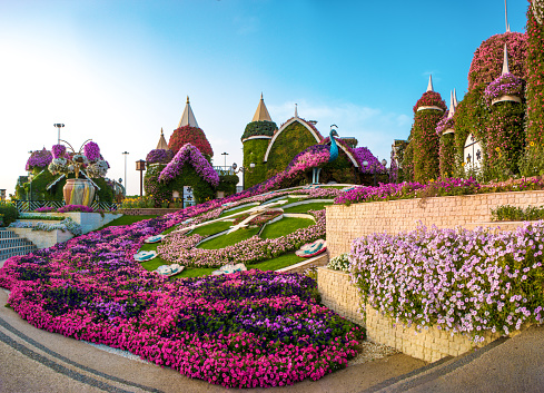 Miracle Garden, Dubai, United Arab Emirates - Apr.13, 2018: More than 50 million blooming flowers throughout the different exhibits.