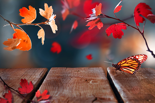 Bright  autumn summer natural background with wooden surface. Red leaves and butterfly in the autumn forest. Wooden old table for your design and text. Magical nature.