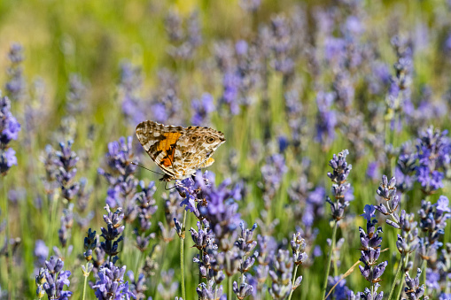 A colorful butterfly in the middle of a lavender field - nature in summer