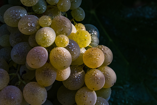 White grapes of Pedro Ximenez variety at sunrise with dew drops at veraison right before harvest at Montilla Moriles DO