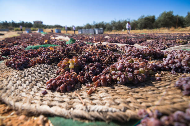 Grapes closeup