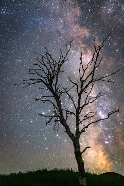 istock A lonely withered tree by the lake under the starry sky 1162182283