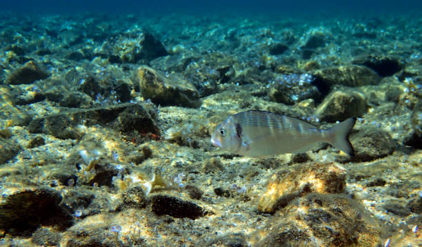 istock Gilt-head bream Fish, underwater shoot 1162183518