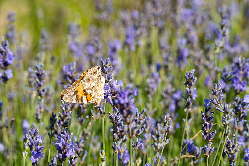 A colorful butterfly in the middle of a lavender field - nature in summer