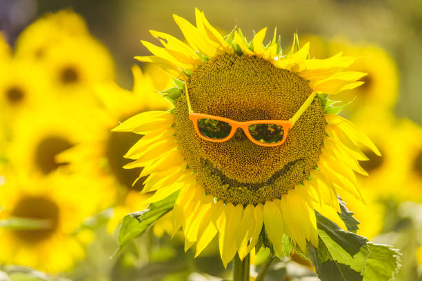 istock Smiling sunflower in summer 1162184513