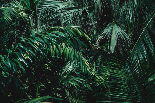 istock palm foliage nature dark green background 1162185324