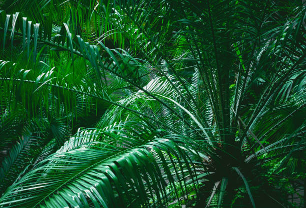 istock palm foliage nature dark green background 1162185336