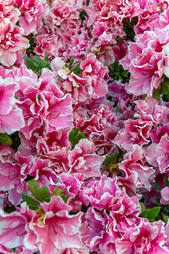 close up shot on pink azaleas ideal for backgrounds and textures