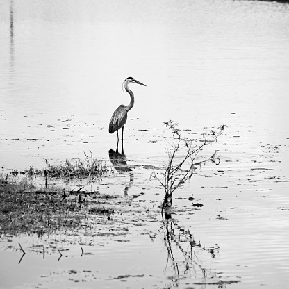 Gulf Shores, AL USA - 05/08/2019  -  Blue Heron in Pond 1 in B&W