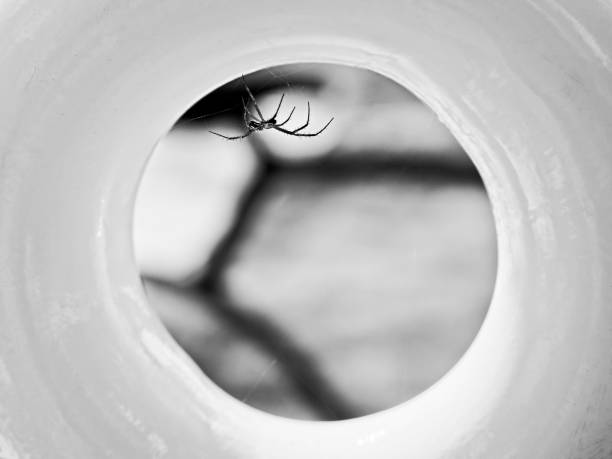 The Woodlands, TX USA - 05/24/2019  -  Spider in Yellow Circle  2 in B&W