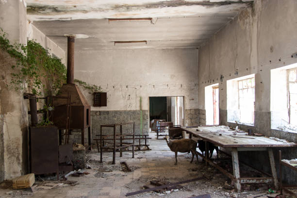 istock Animals in an abandoned room 1162186895