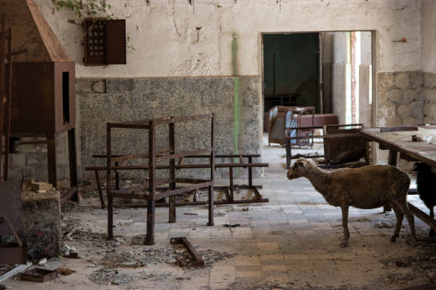 istock Sheep in an abandoned room 1162186898