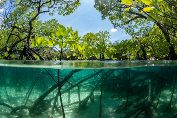 istock half frame photo of the mangrove forest 1162186925