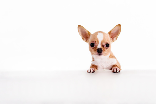 Studio shot of cute Chihuahua teenage puppy hanging on white sign board on white isolated background - with copy space below