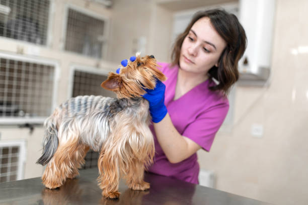 profesjonalny lekarz weterynarii szczepi małą rasę psów yorkshire terrier. młoda kobieta weterynarz kaukaski wygląd pracuje w klinice weterynaryjnej. pies na badaniu u weterynarza - yorkshire terrier zdjęcia i obrazy z banku zdjęć