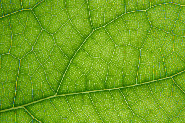 istock Macro shot of green leaf texture 1162187685