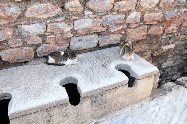 two cats in ancient public toilets, antique city ephesus, turkey - toilet public restroom ephesus history imagens e fotografias de stock
