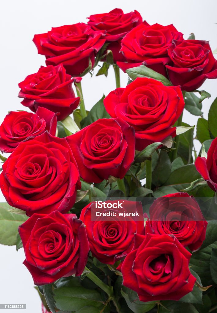 bukett av blommande mörkröda rosor - Royaltyfri Alla hjärtans dag Bildbanksbilder bukett av blommande mörkröda rosor - Royaltyfri Alla hjärtans dag Bildbanksbilder