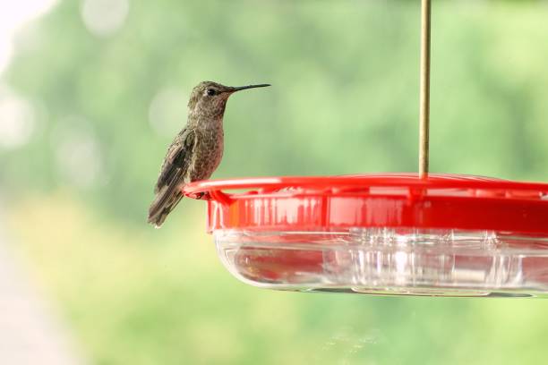 Female Anna’s Hummingbird at feeder