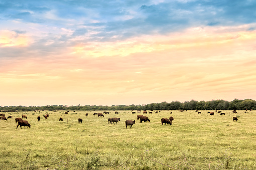 A colorful landscape at sunset of dairy cows out in a pasture in North Carolina.