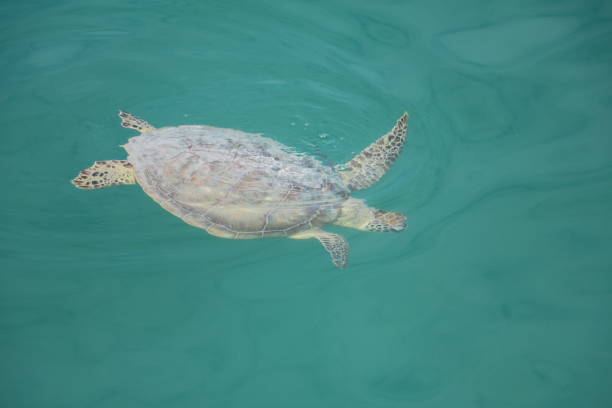 istock Green sea turtle in Monkey Mia, Western Australia 1162190391