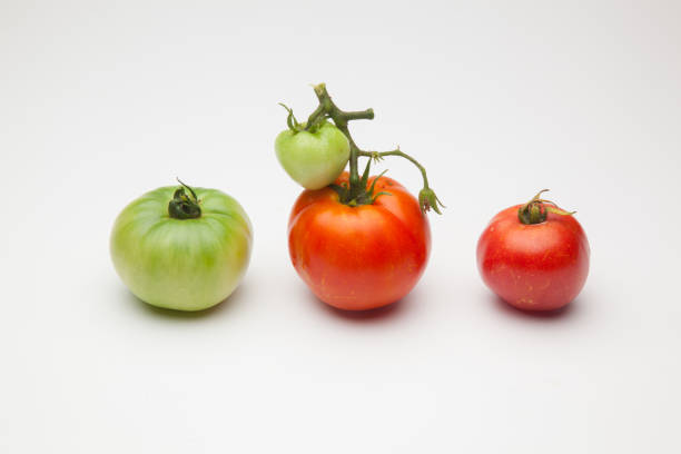 istock Green tomato and red tomato, ripe, ripening process 1162190518