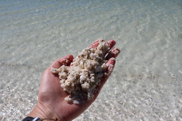 vacanze a shell beach nella regione di shark bay, australia occidentale - cockle nature outdoors horizontal foto e immagini stock