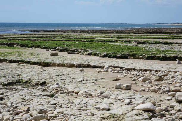istock Low tide on the island Ile de Re 1162191451
