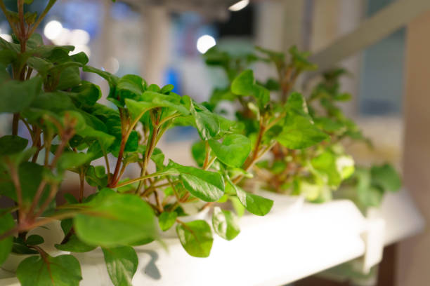 młody i świeży ekologiczne warzywa węglowe ogród hydroponiczny - field vertical agriculture crop zdjęcia i obrazy z banku zdjęć