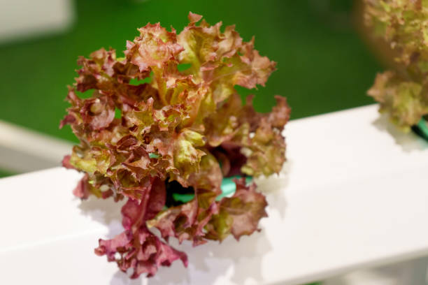 젊고 신선한 유기농 수확 야채 수경 정원 - field vertical agriculture crop 뉴스 사진 이미지