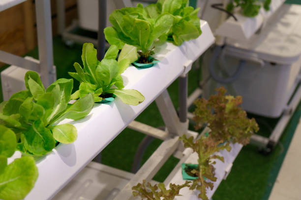 젊고 신선한 유기농 수확 야채 수경 정원 - field vertical agriculture crop 뉴스 사진 이미지