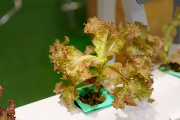 젊고 신선한 유기농 수확 야채 수경 정원 - field vertical agriculture crop 뉴스 사진 이미지