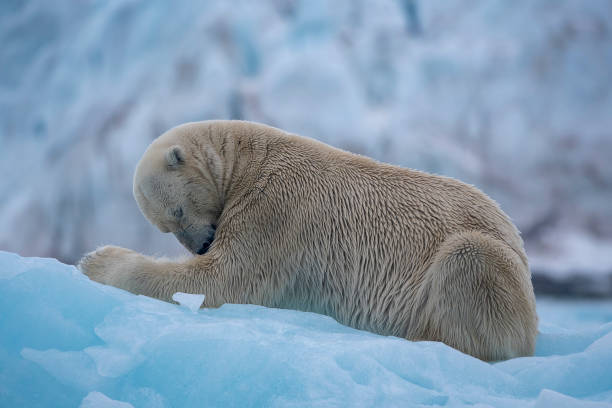 niedźwiedź polarny spoczywający nad niebieską górą lodową na wyspach svalbard - svalbard islands zdjęcia i obrazy z banku zdjęć