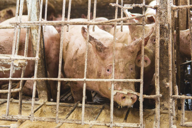 istock Pink pigs on the farm 1162194138