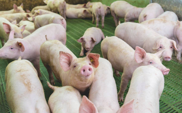 istock Pink pigs on the farm 1162194148