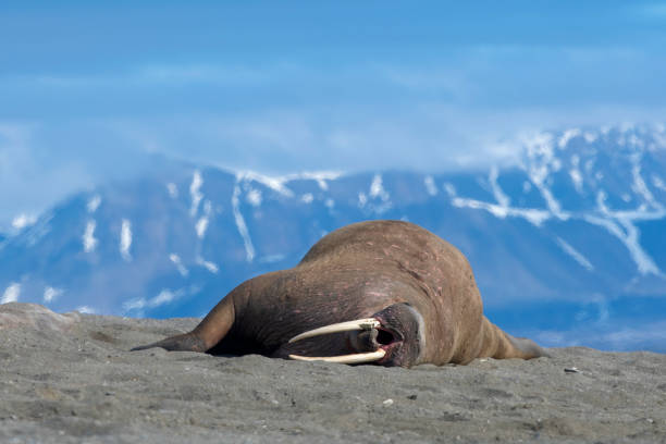 morsy leżały na piaszczystej plaży z mountians na tle na wyspach svalbard - svalbard islands zdjęcia i obrazy z banku zdjęć