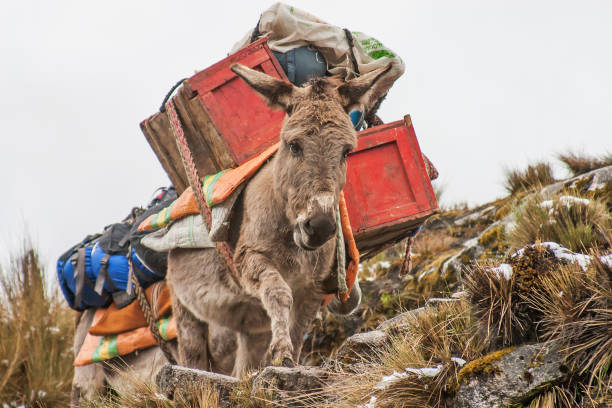 Donkey carry goods and walking on the road