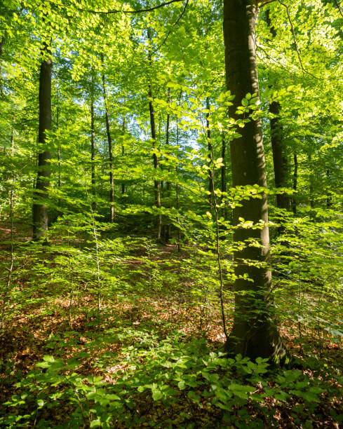 istock fresh beech leaves in forest near Spa in belgian ardennes 1162195670