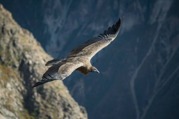 istock A Condor flying over the Colca Canyon 1162196688
